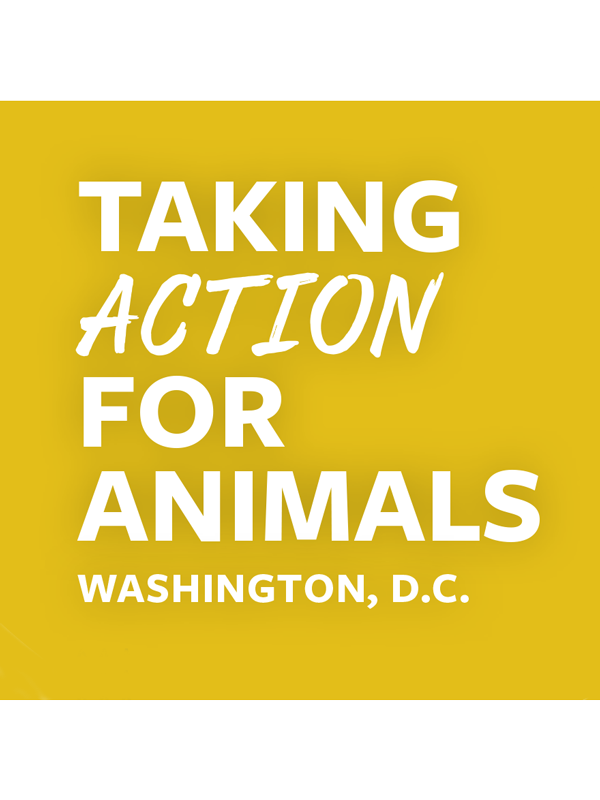 Taking Action for Animals