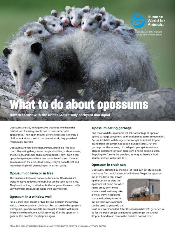 What to do about opossums