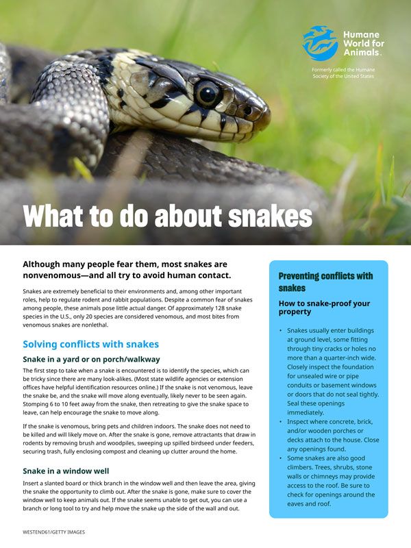 What to do about snakes