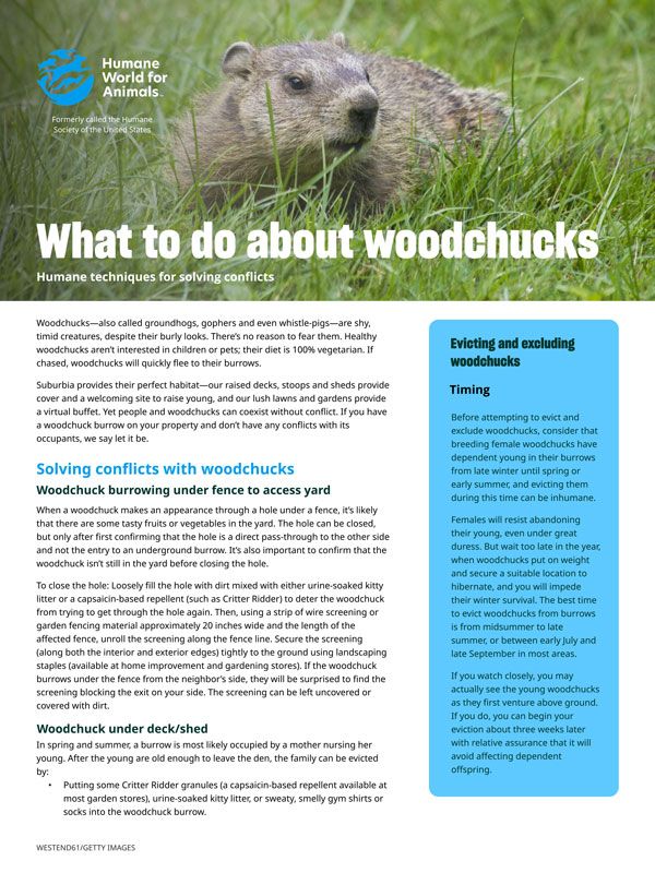 What to do about woodchucks