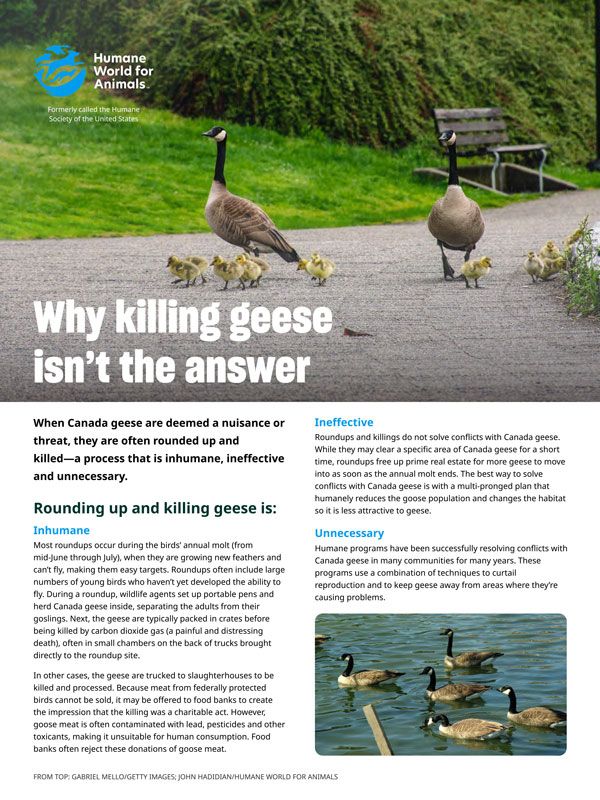 Why killing geese isn’t the answer