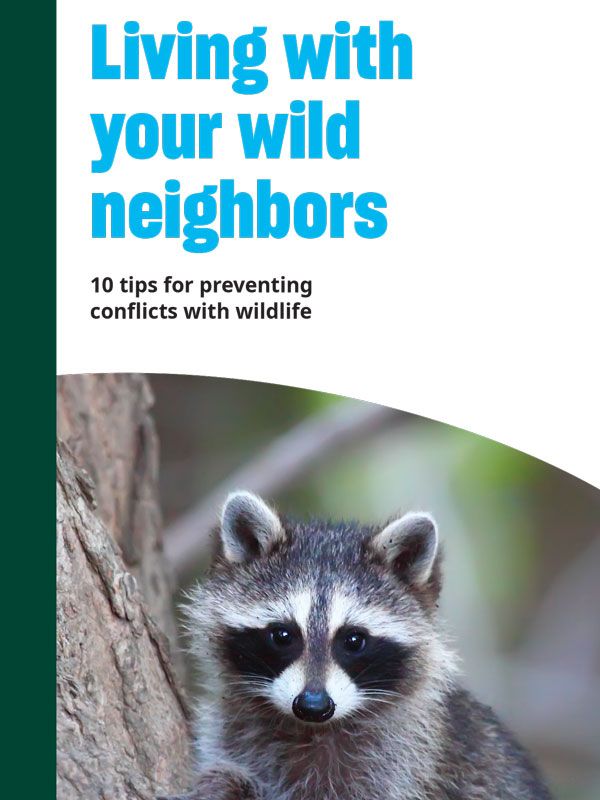 Living with your wild neighbors