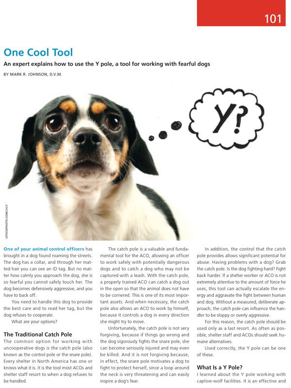 One cool tool: An expert explains how to use the Y pole, a tool for working with fearful dogs