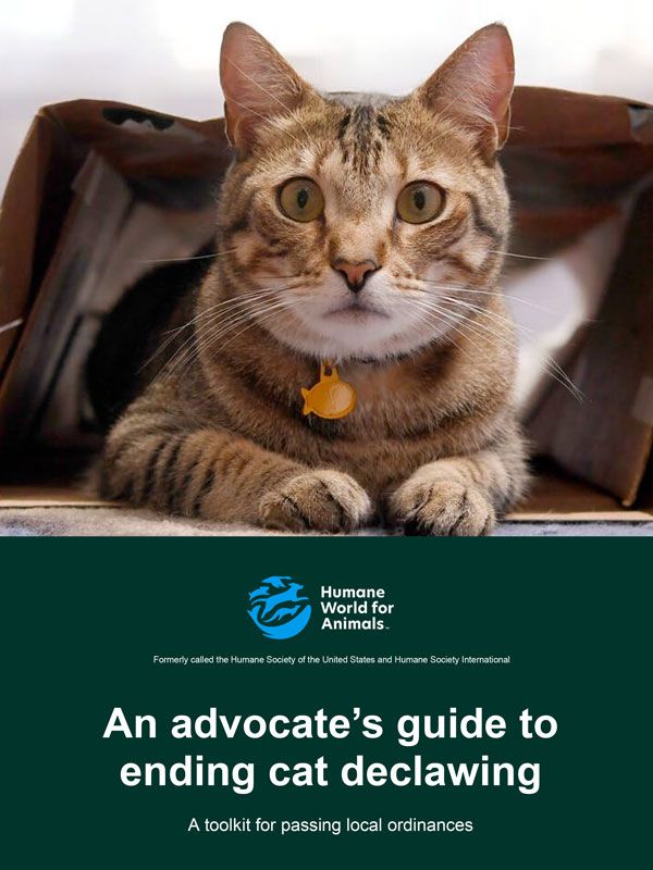 An Advocate’s Guide to Ending Cat Declawing