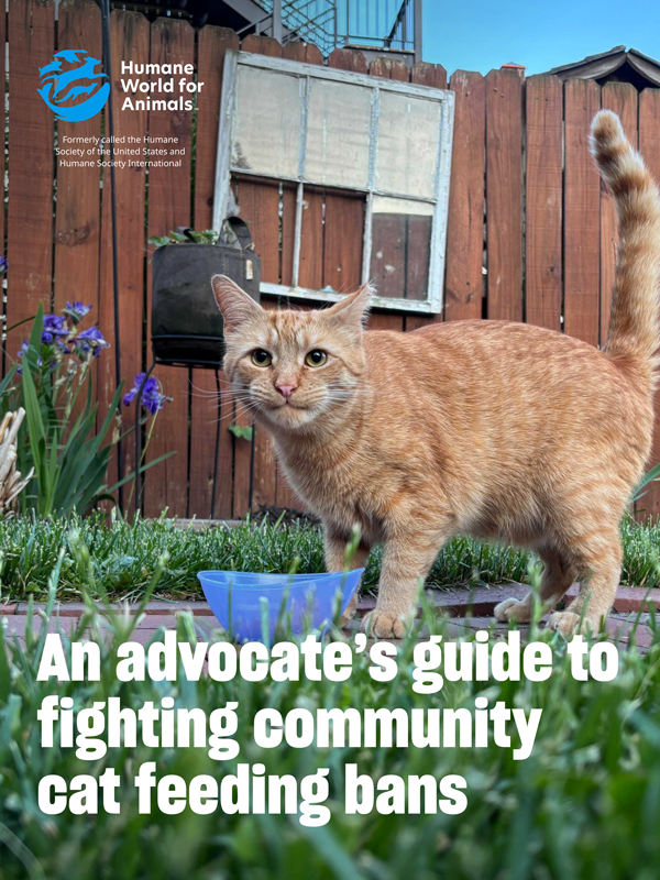 An Advocate's Guide to Fighting Community Cat Feeding Bans
