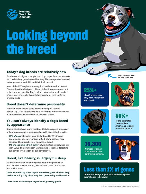 Looking beyond the breed