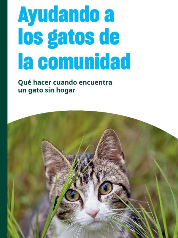 ayudando a los gatos de la comunidad