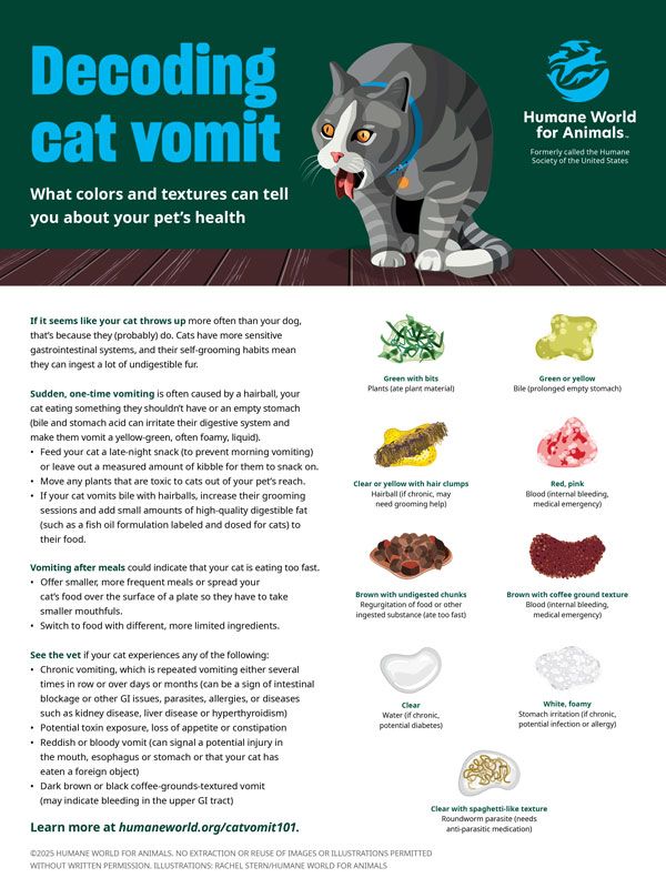 Decoding Cat Vomit