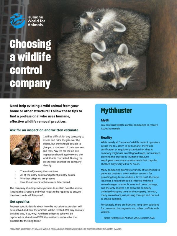 Choosing a wildlife control company