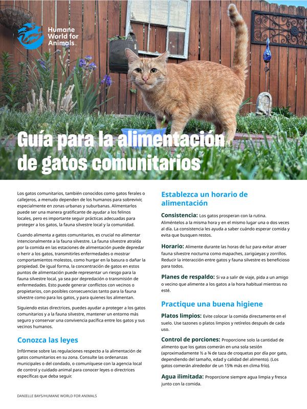 Guía para la alimentación de gatos comunitarios