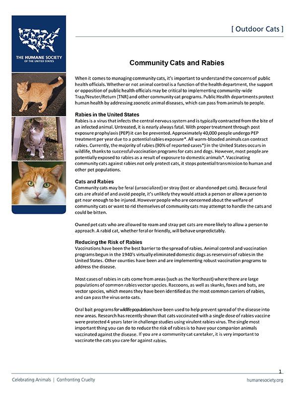 Community Cats and Rabies