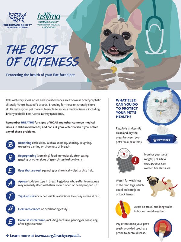 The cost of cuteness: Protecting the health of your flat-faced pet