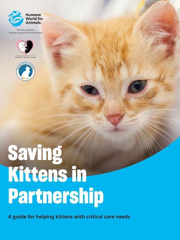 Saving Kittens in Partnership: A guide for helping kittens with critical care needs