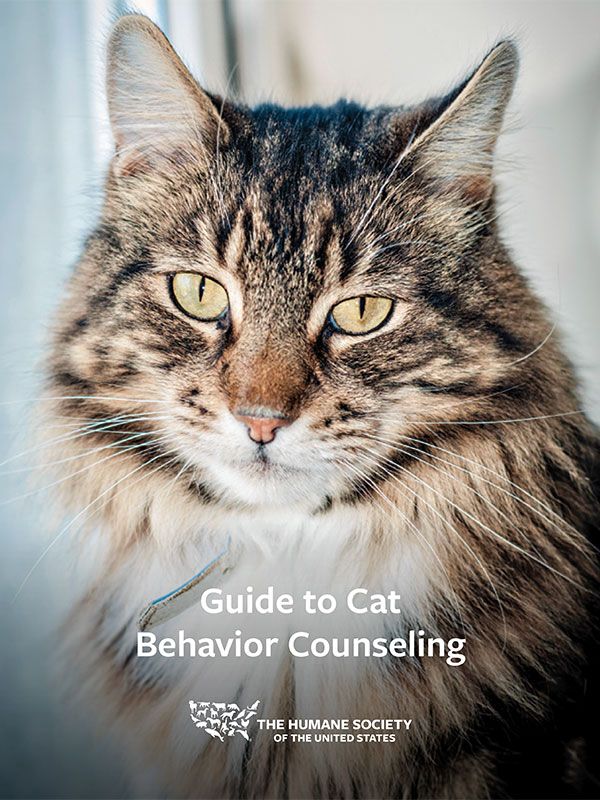 Guide to Cat Behavior Counseling