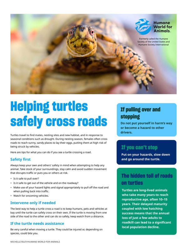 Helping turtles safely cross roads