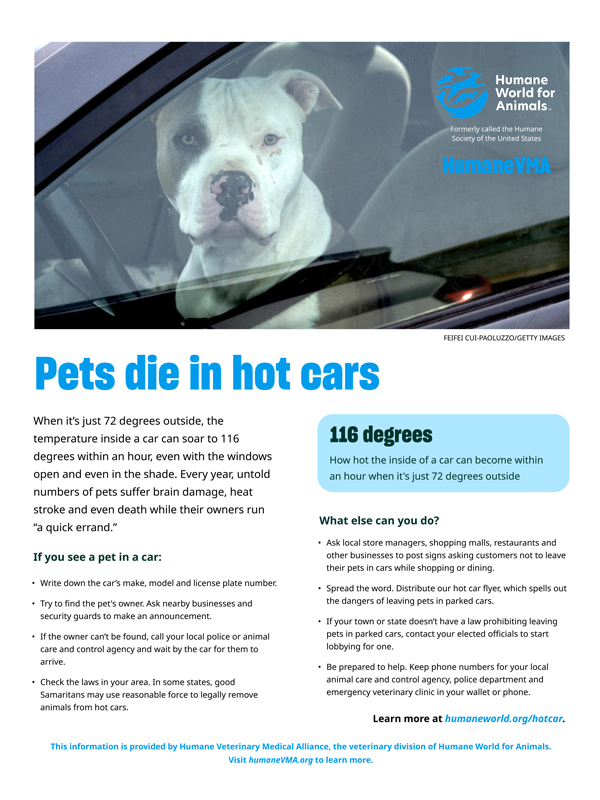 Pets die in hot cars