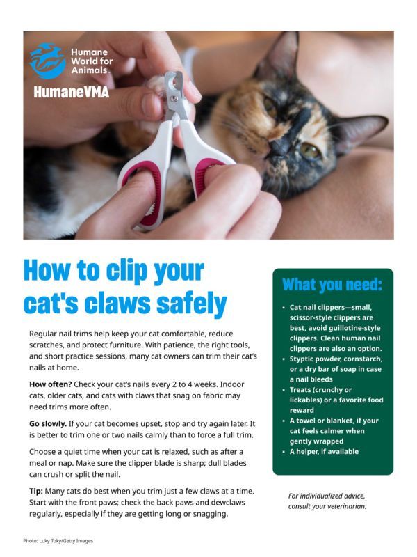 How to clip your cat's claws safely