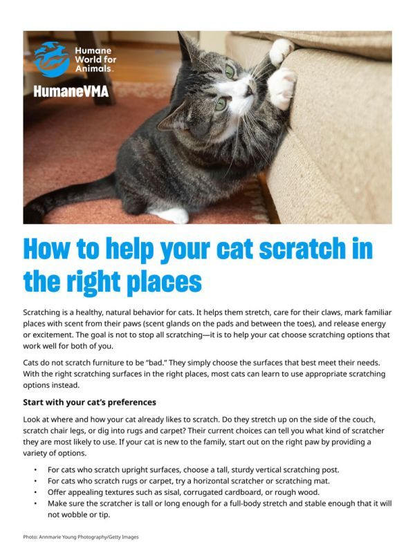 How to help your cat scratch in the right places