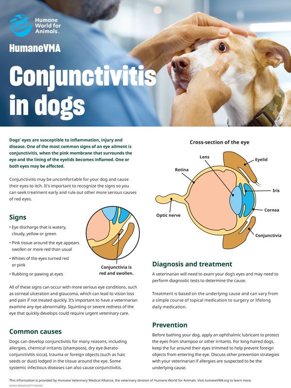 How to Identify Conjunctivitis in Dogs