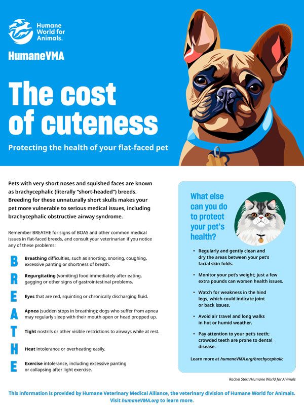 The cost of cuteness protecting the health of your flat-faced pet