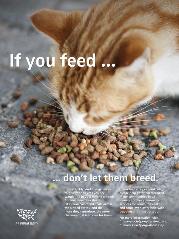 If you feed, don't let them breed