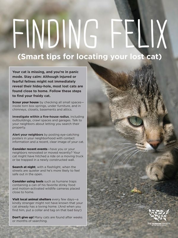 Finding Felix