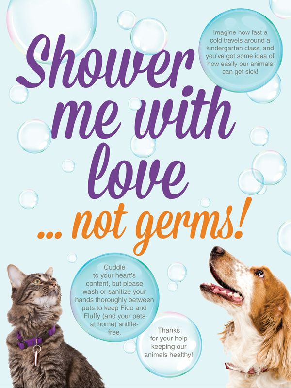 Shower me with love, not germs | HumanePro by The Humane Society of the  United States