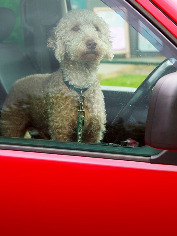 dog in a red car