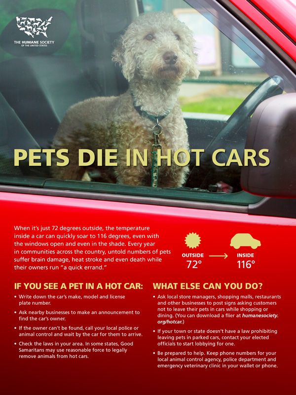Pets die in hot cars
