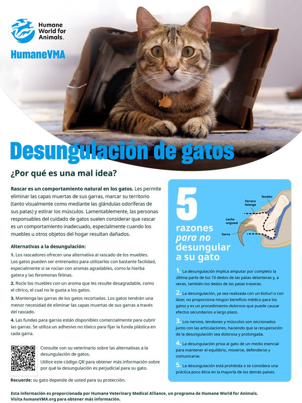 Desungulación de gatos: ¿Por qué es una mal idea?