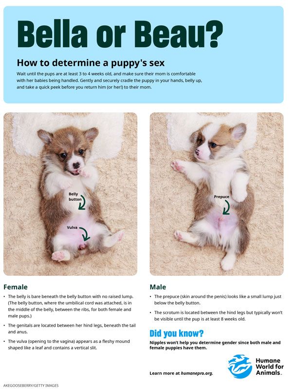 How to determine a puppy's sex