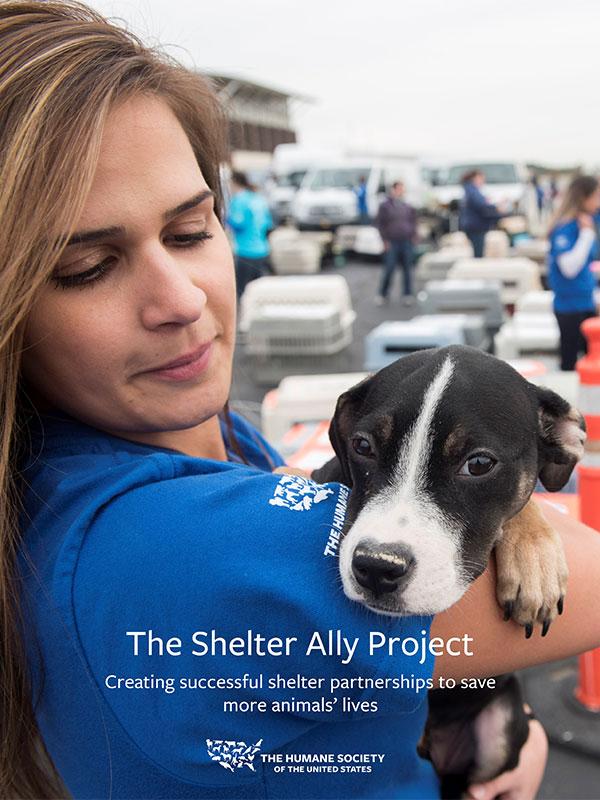 The Shelter Ally Project