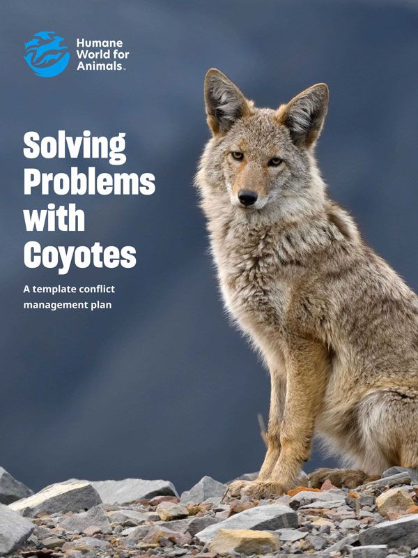Solving problems with coyotes