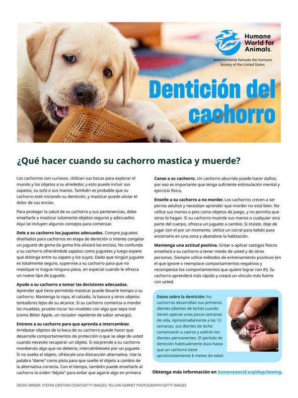 Dentición del cachorro