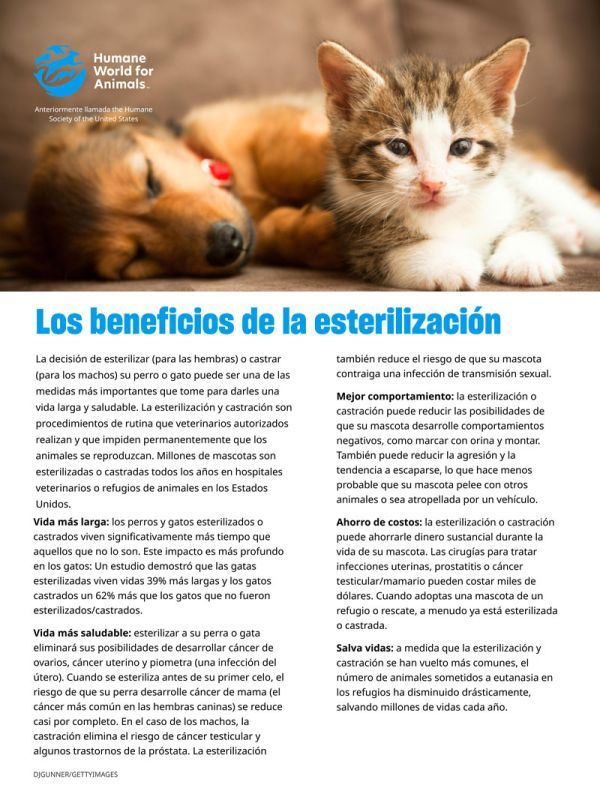 Los beneficios de la esterilización