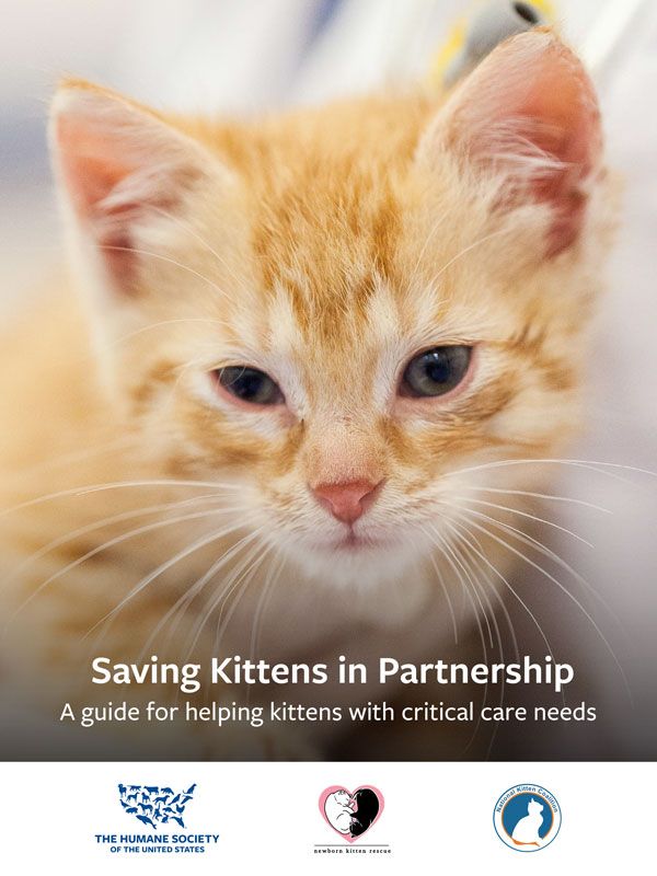 Saving Kittens in Partnership: A guide for helping kittens with critical care needs