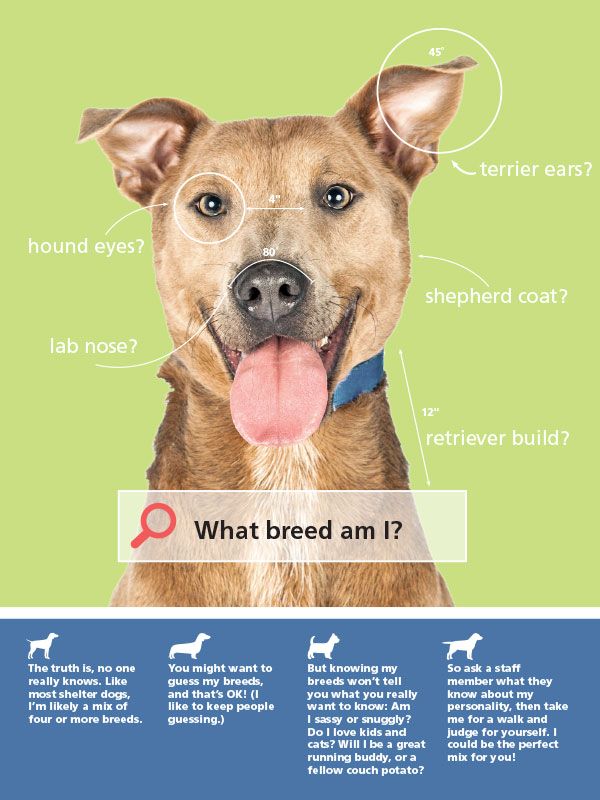 What Breed am I? - Shareworthy Spring 2017