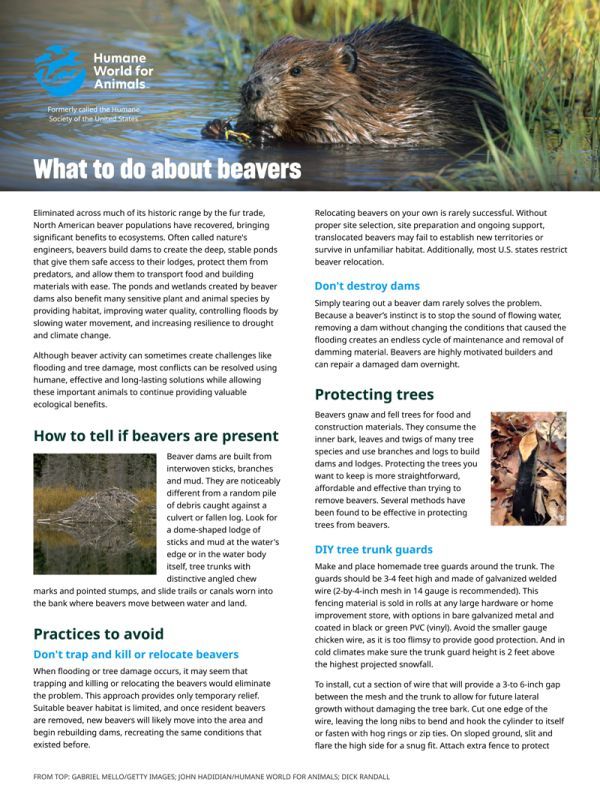 what to do about beavers