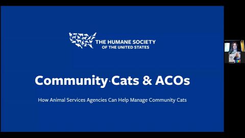 Community Cats & ACOs