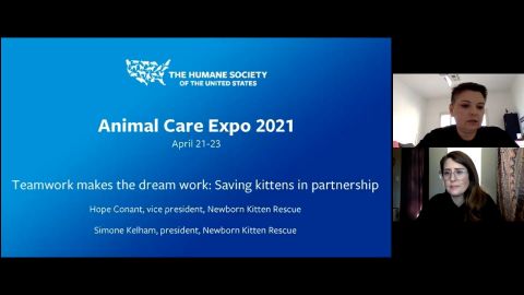 Teamwork makes the dream work: Saving kittens in partnership
