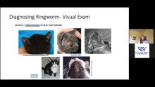 Let's get practical! Top tips for effective ringworm management in the shelter
