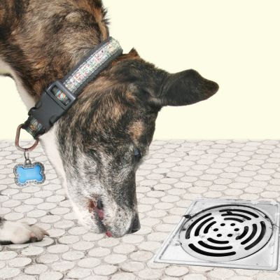 A dog sniffing at a bathroom drain