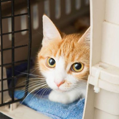 a timid cat peeking out of a carrier