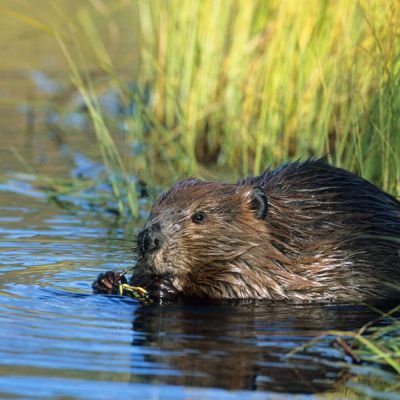 a beaver in the water near reeds