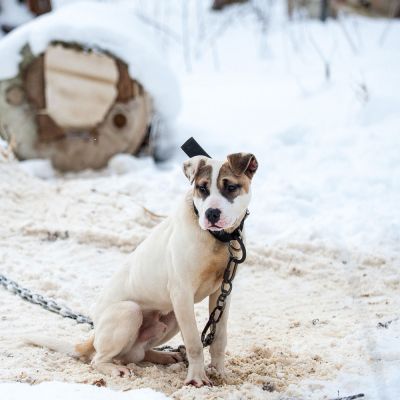 a dog chained in snow