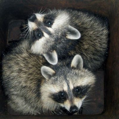 two raccoons in a chimney flu