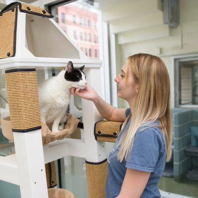 A woman petting a cat in a shelter.