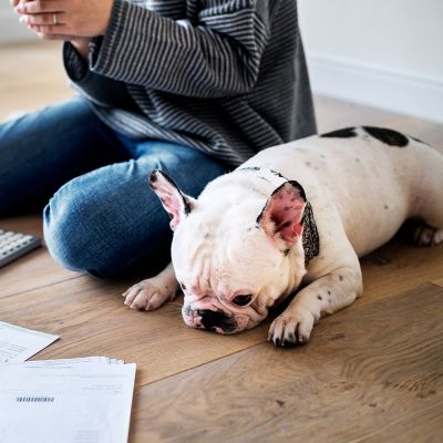 Photo of a woman managing the debt with a french bulldog sitting next to her.