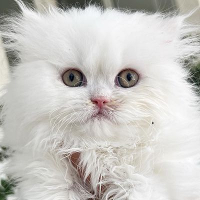 close up of a white brachycephalic kitten