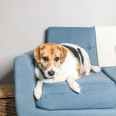 a dog sitting on a blue couch